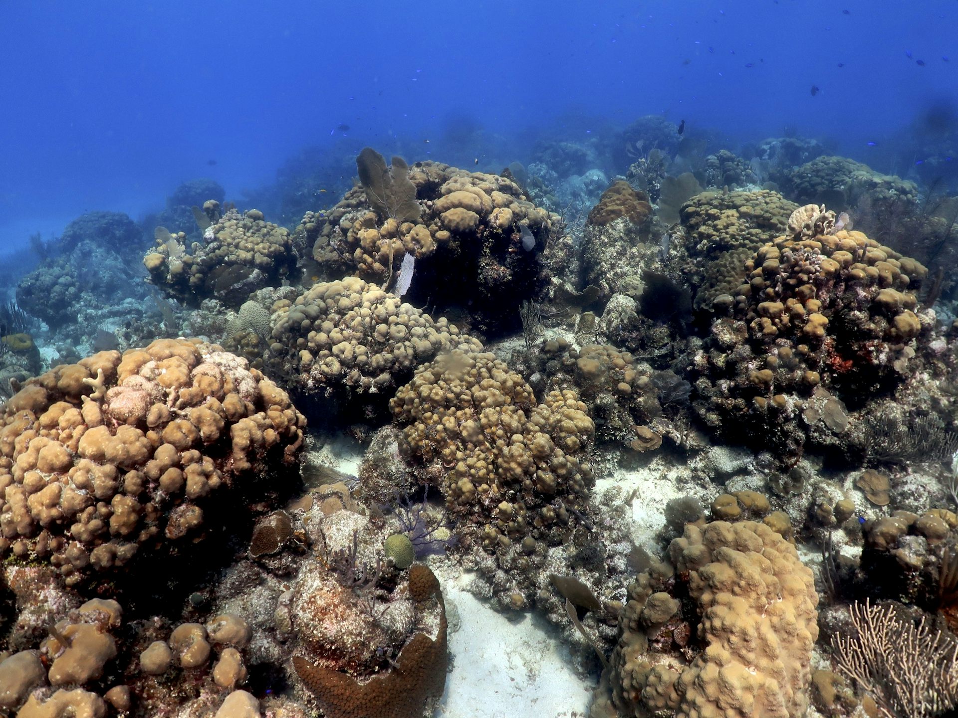 Arrecife de coral con grandes grupos de corales.