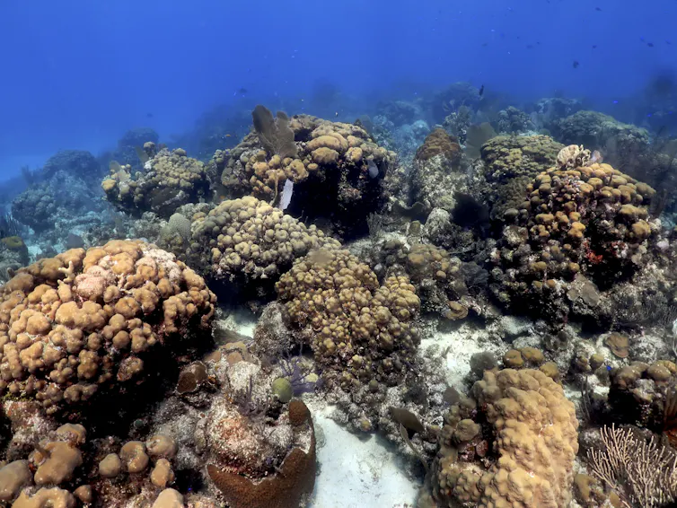 Arrecife de coral con grandes grupos de corales.
