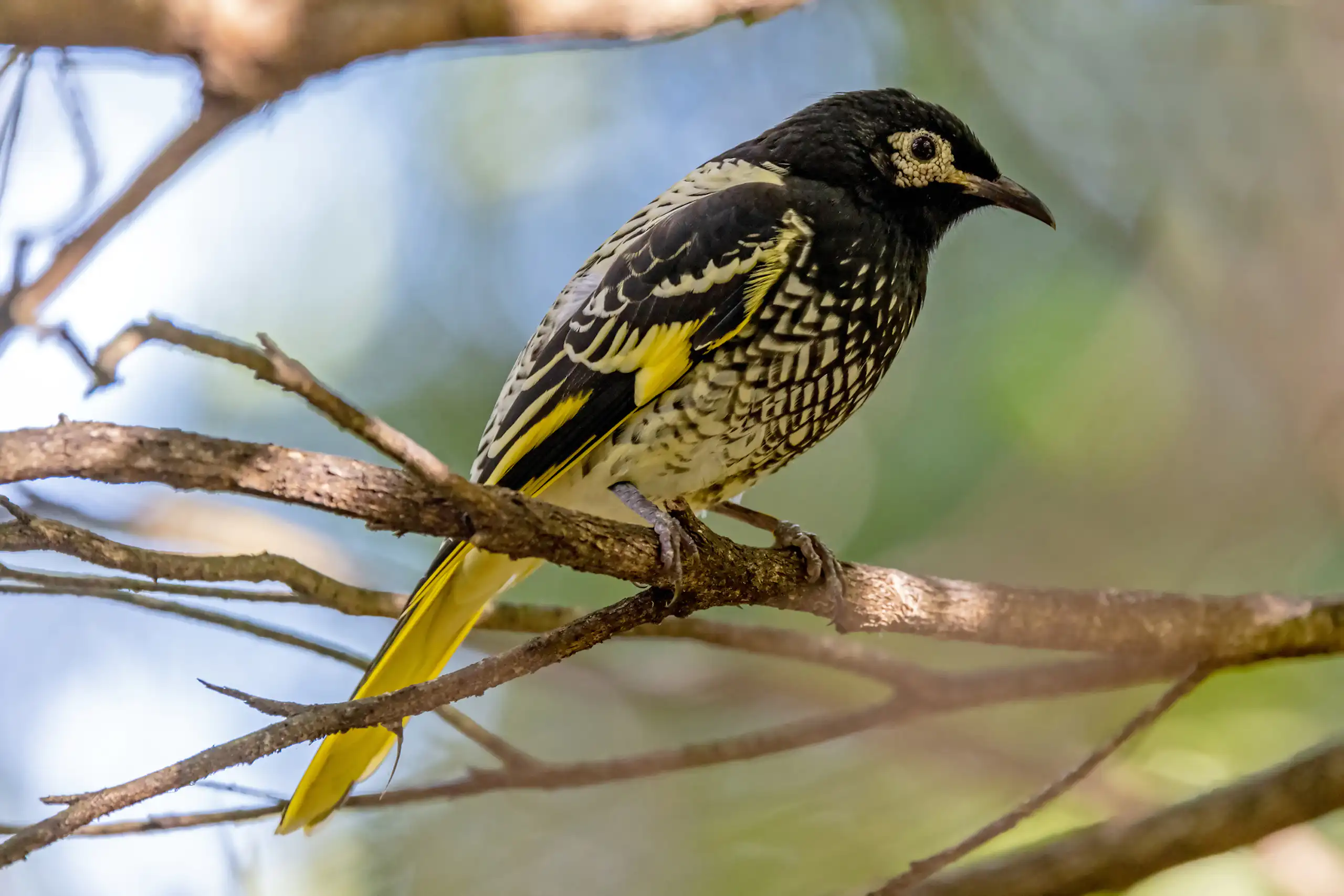 Black and yellow bird sits on a tree branch.