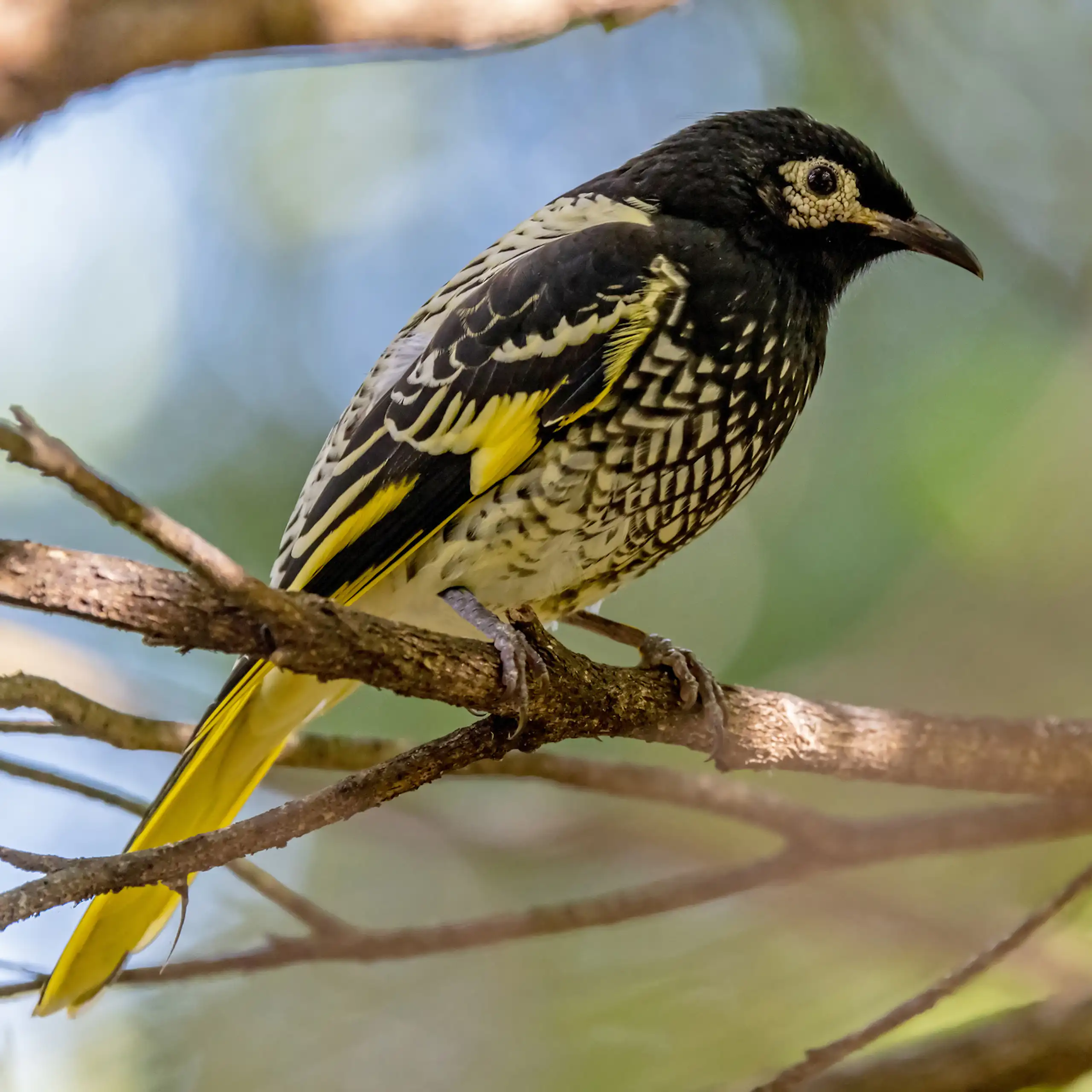 Black and yellow bird sits on a tree branch.