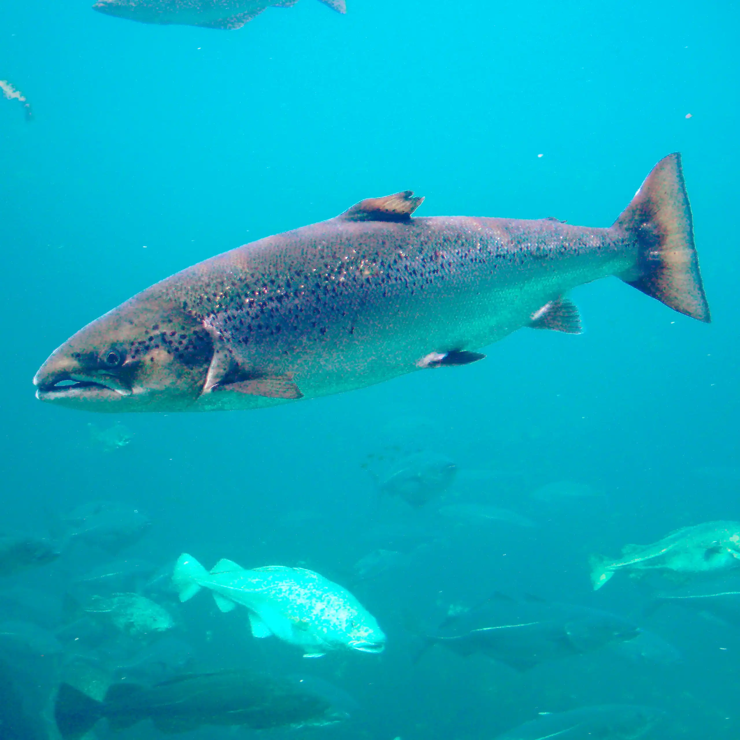 Un saumon de l'Atlantique