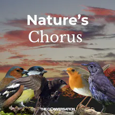 ¿Los pájaros tienen acentos? Fascinantes diferencias regionales en el canto de los pájaros ¿Los pájaros tienen acentos? Fascinantes diferencias regionales en el canto de los pájaros