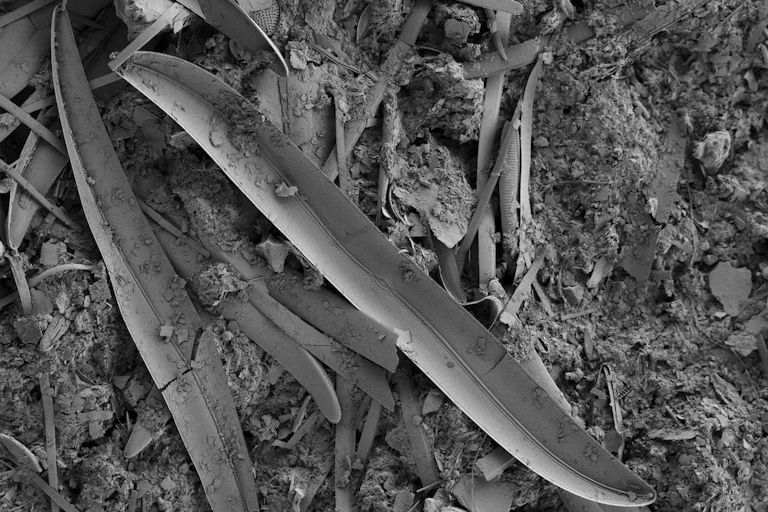 Image obtenue au microscope électronique à balayage d’une diatomée provenant des viviers de la station marine de Concarneau.
