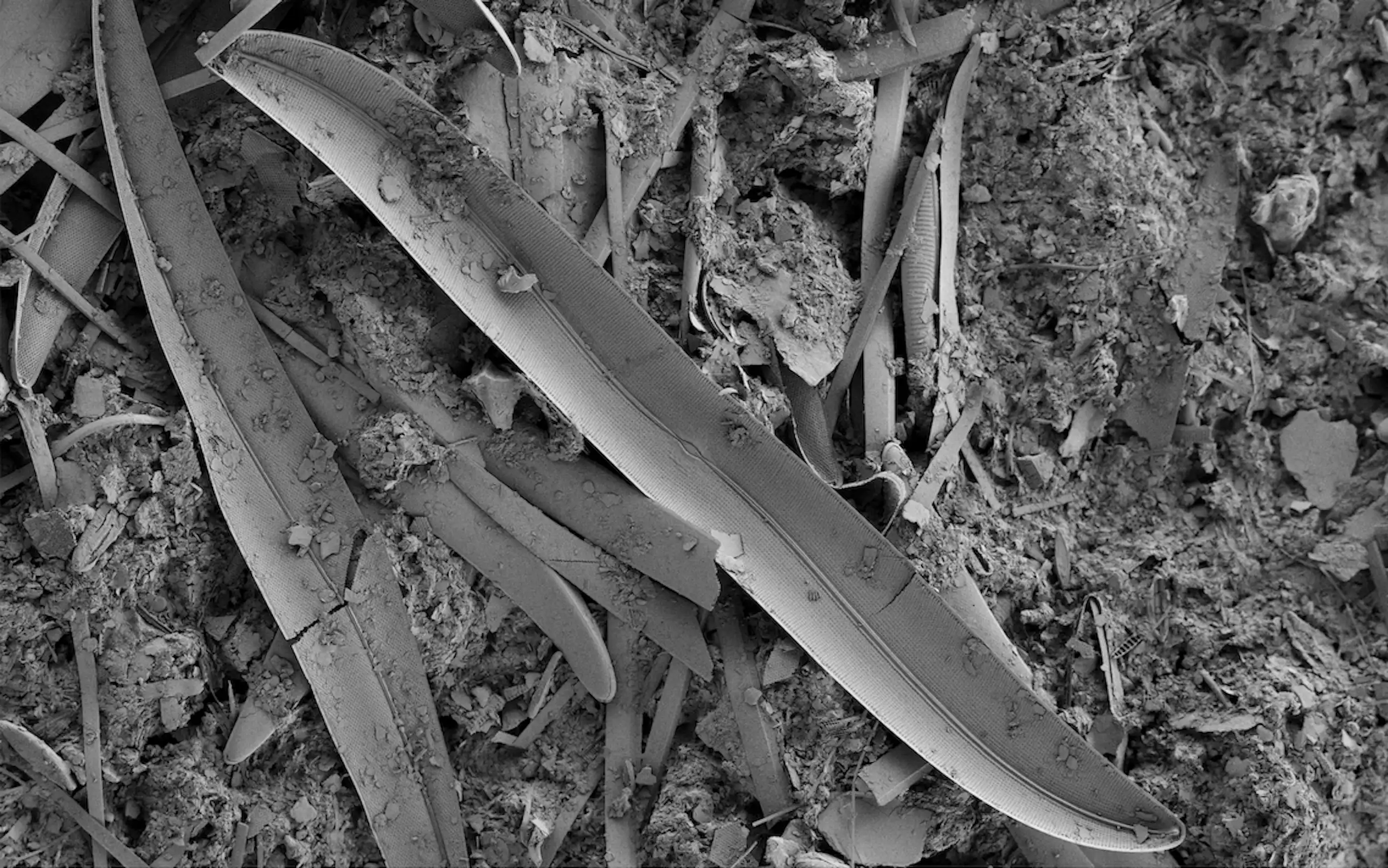 Image obtenue au microscope électronique à balayage d’une diatomée provenant des viviers de la station marine de Concarneau.