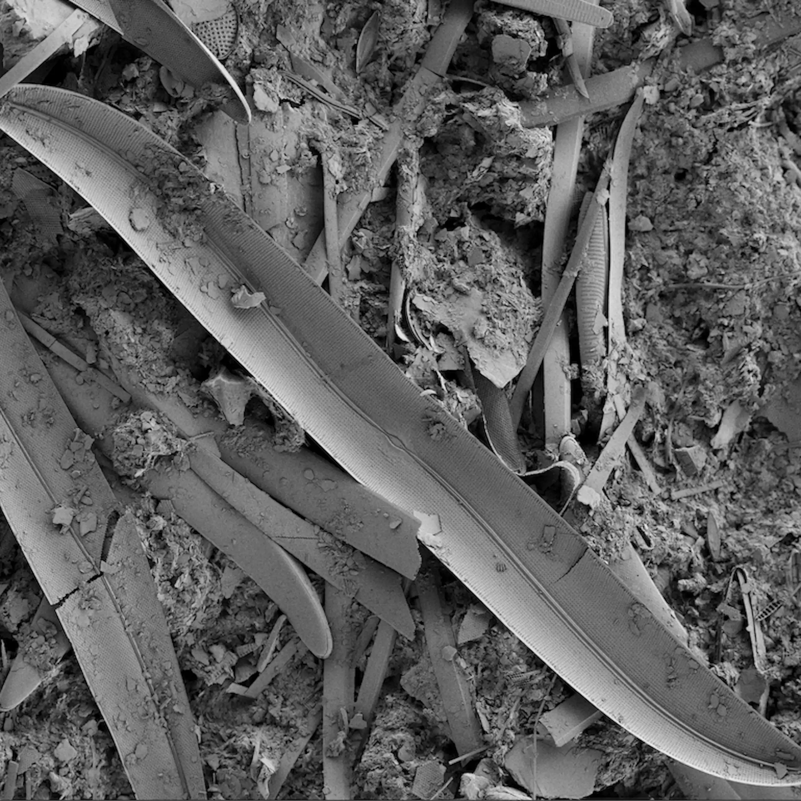 Image obtenue au microscope électronique à balayage d’une diatomée provenant des viviers de la station marine de Concarneau.