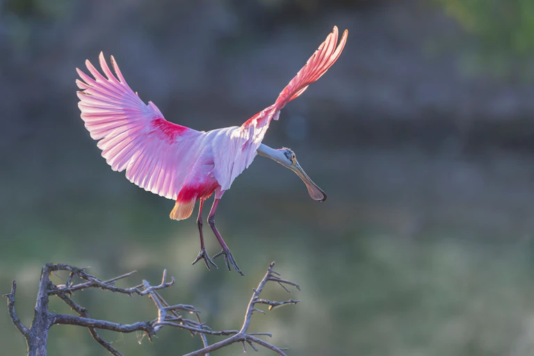 roseatte spoonbill in mid-flight