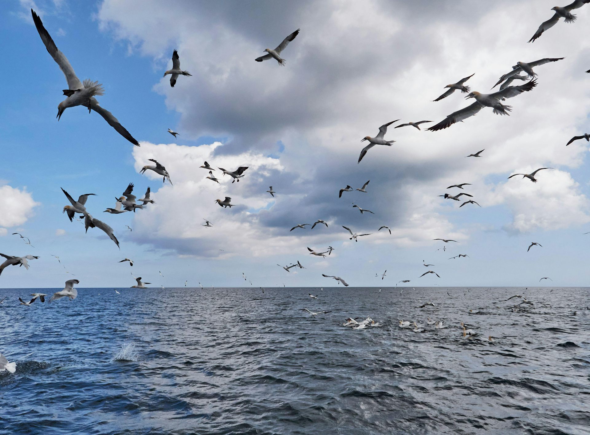 There’s a reason we don’t have birds the size of elephants: the mysterious story of how dinosaurs evolved – expert Q&A