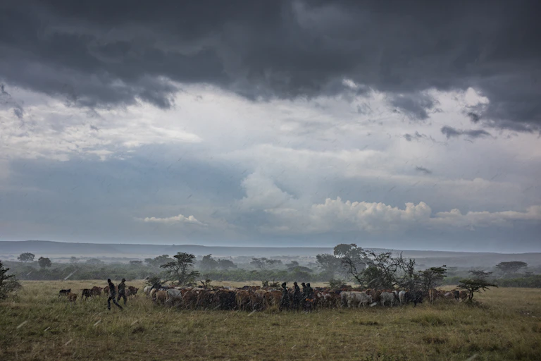 Indigenous herders on African plains, storm in sky