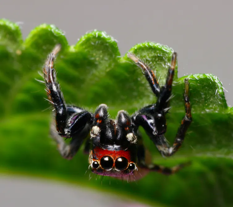 Une araignée suspendue.