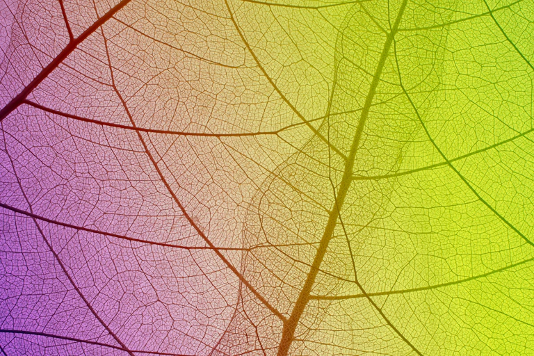 veins of leaf in purple and green