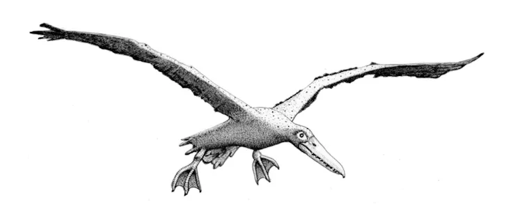 Artist's Impression of a Pelagornithid.