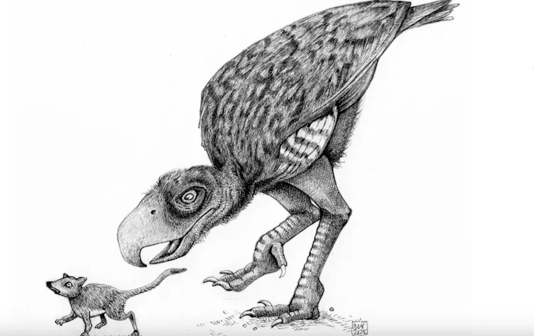Artist's impression of the terror bird.
