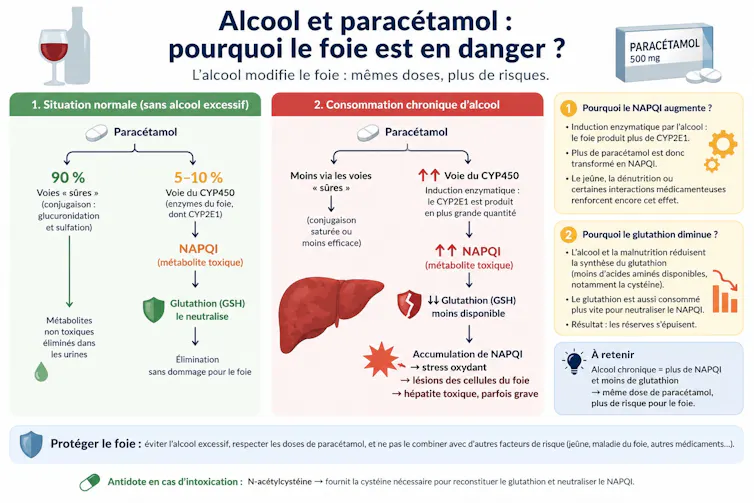 Schéma expliquant les raisons de la toxicité accrue du paracétamol en cas de consommation d’alcool