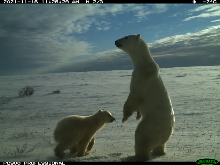 un oso polar se sostiene sobre dos patas, junto a él hay un cachorro