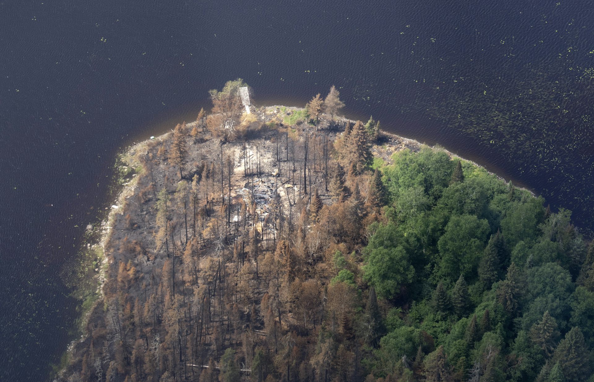 Fotografía aérea de una zona de árboles quemados cerca de una masa de agua.