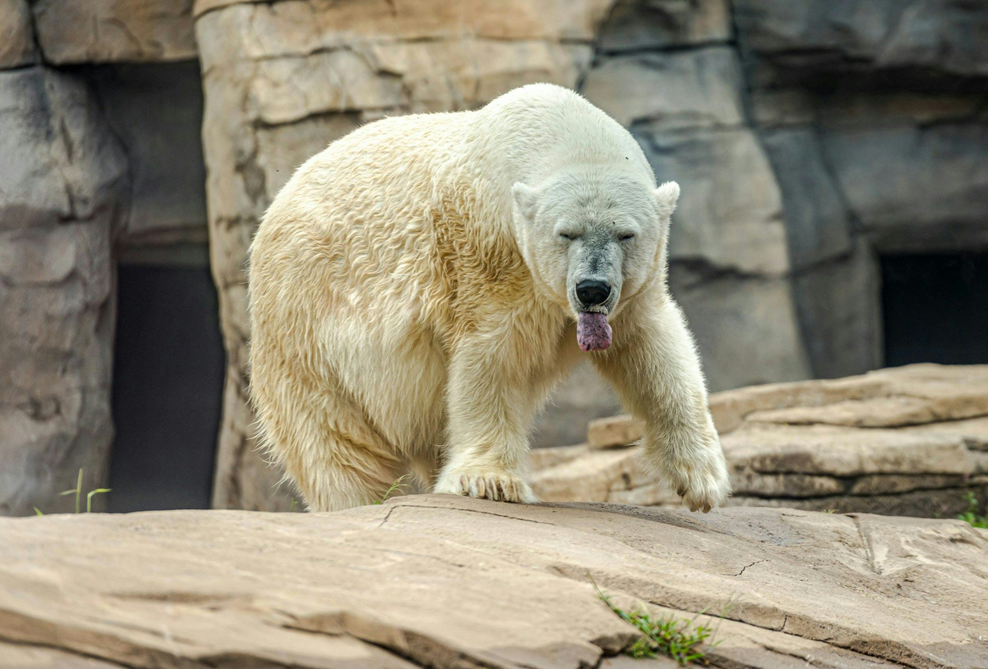 A polar bear walking on rock.