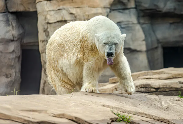 A polar bear walking on rock.