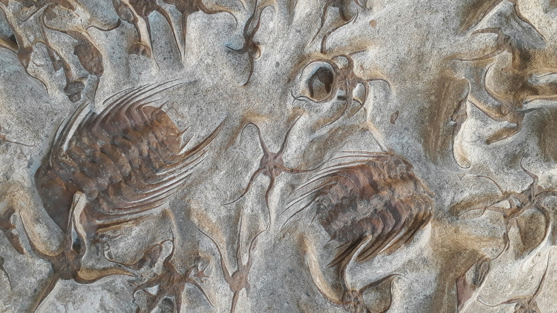 Restos de fósiles marinos del Ordovícico (hace unos 450 millones de años), encontrados en Marruecos, incluyendo ofiuroideos, estrellas de mar, trilobites, entre otros.