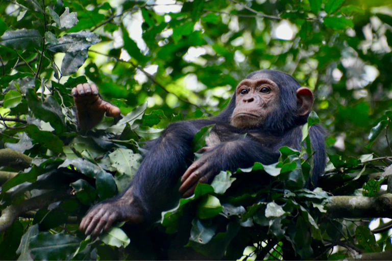 A chimpanzee sitting on a branch in a leafy tree