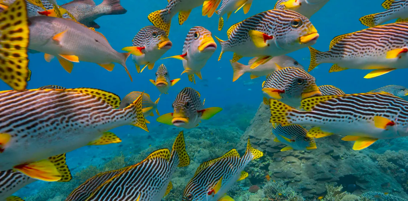The cradle of Earth’s rich ocean life was a massive coral reef system 20 million years ago The cradle of Earth’s rich ocean life was a massive coral reef system 20 million years ago