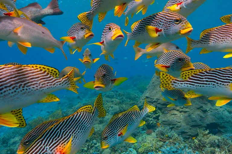 A large school of stripey fish with yellow faces on a coral reef.