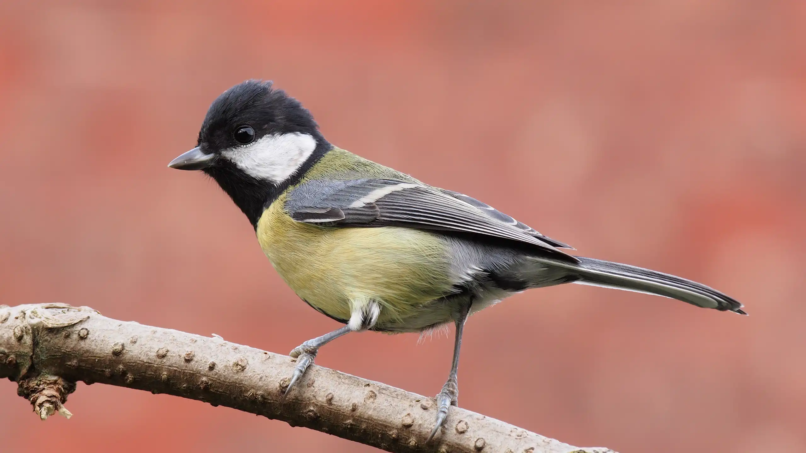Une mésange charbonnière à tête noire et ventre jaune, sur un fond rose-orangé.