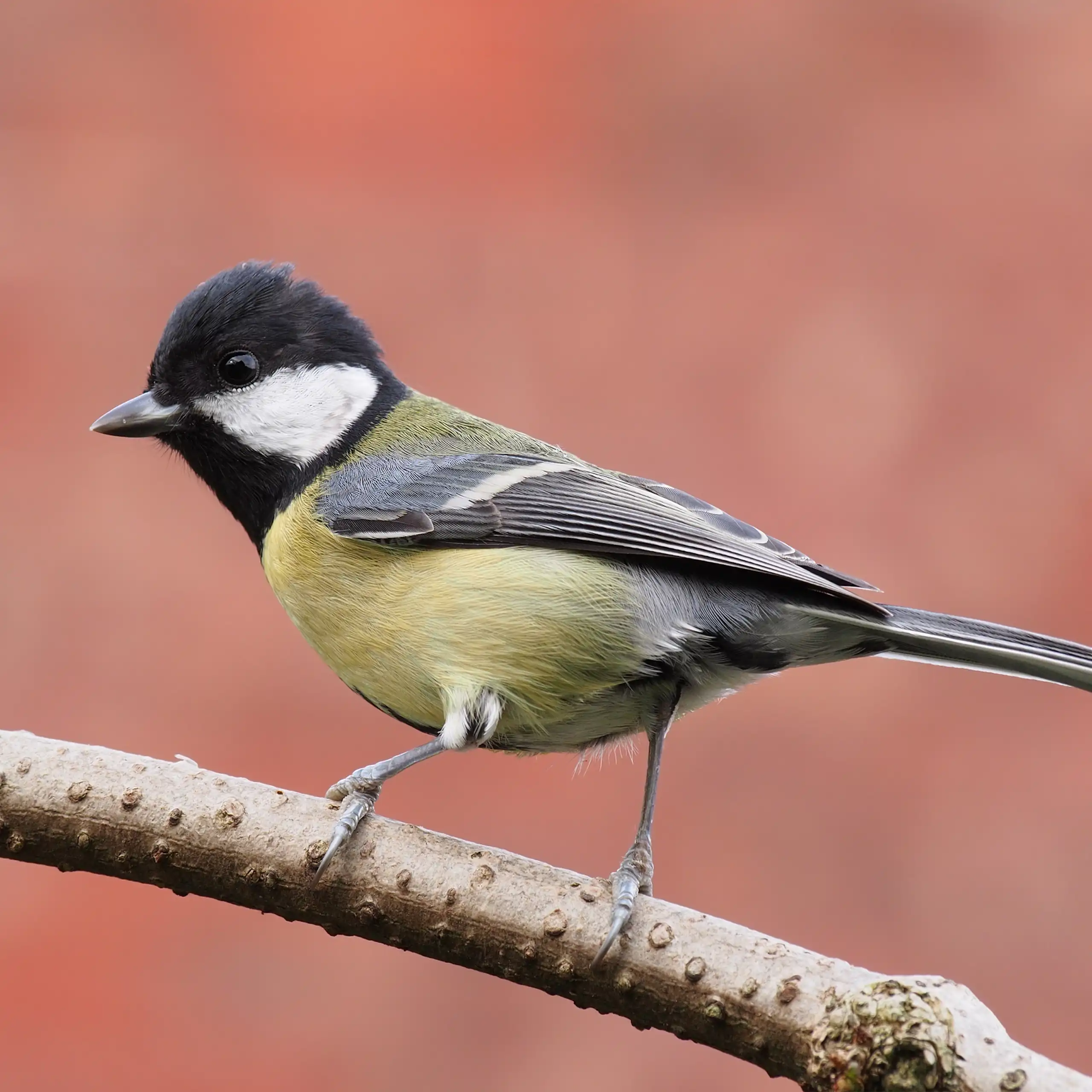 Une mésange charbonnière à tête noire et ventre jaune, sur un fond rose-orangé.