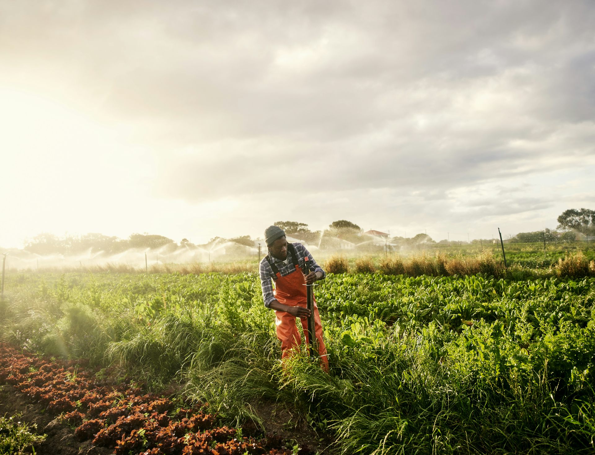 ScienceWireDaily — No water, no crops: irrigation schemes could be a powerful way for South Africa’s smallholder farmers to adapt to
