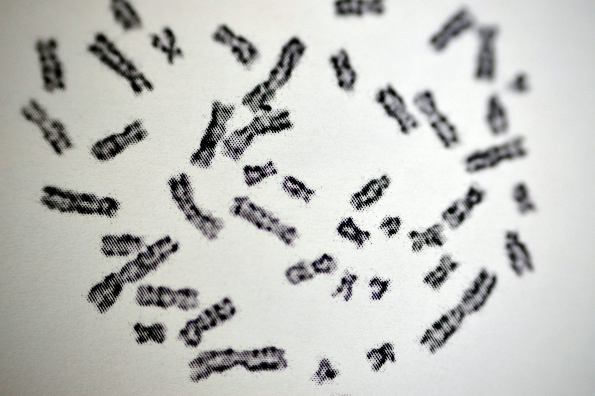 Caryotype présentant des chromosomes humains 