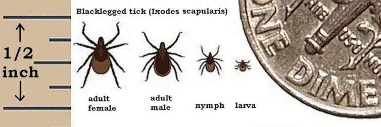 Deer ticks at four stages of development, from larva to adult