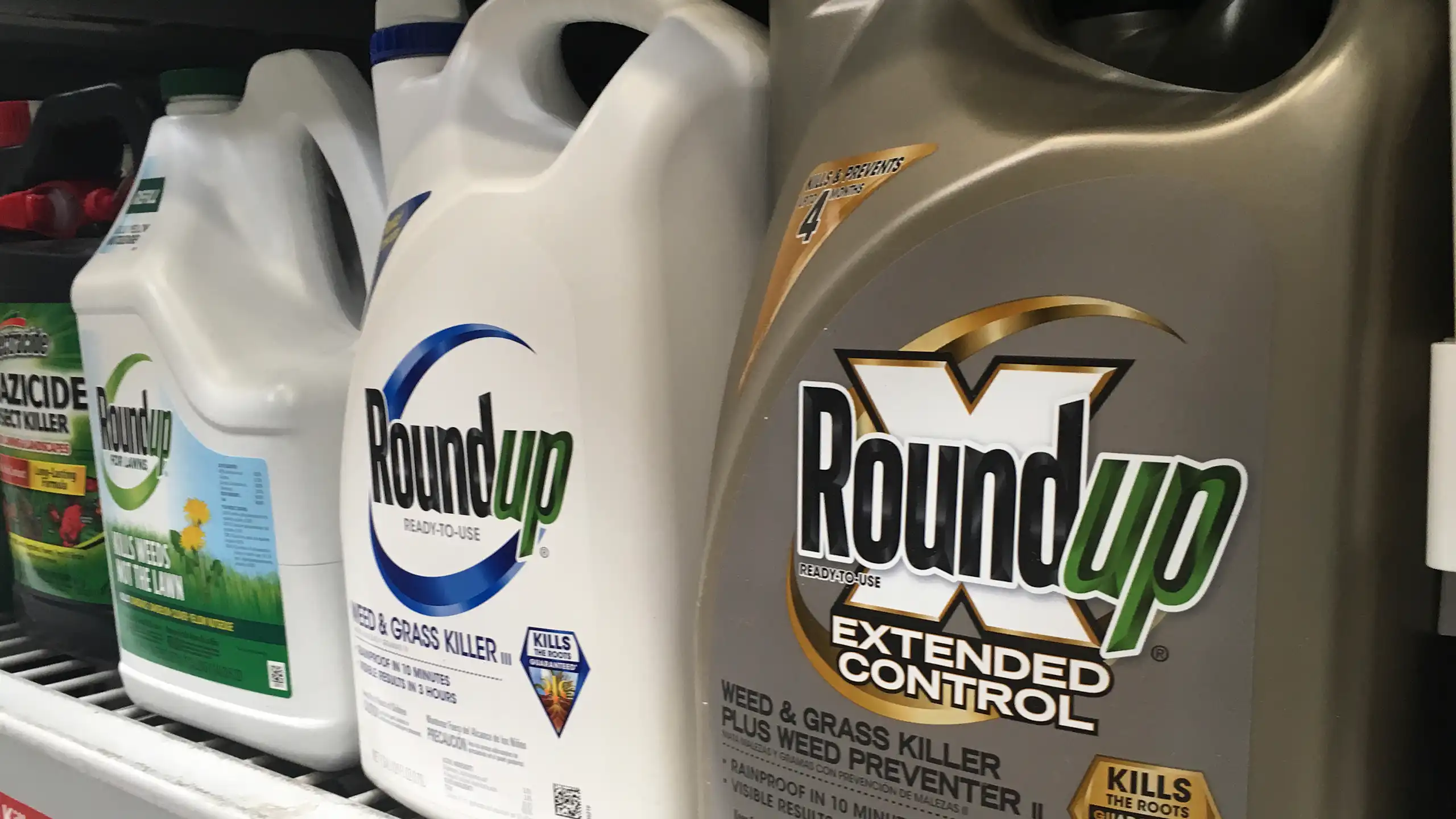 Plastic containers of the Roundup weed killer sit on a store shelf.