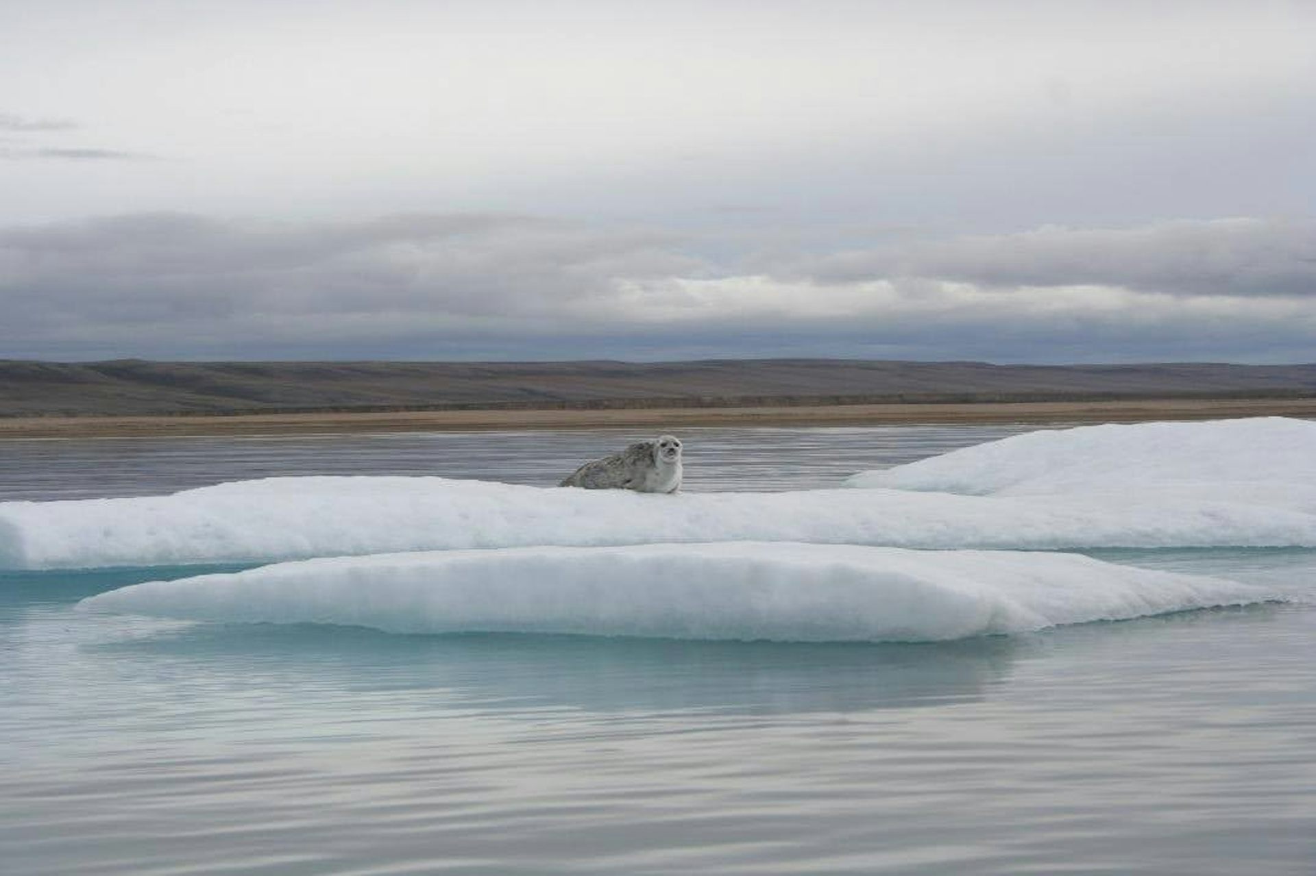 foca sobre hielo flotante