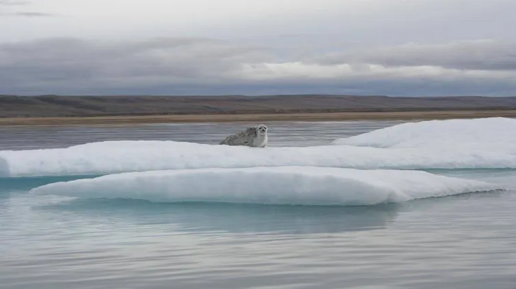 Los productos químicos artificiales dañan los sellos a nivel molecular 1 foca sobre hielo flotante