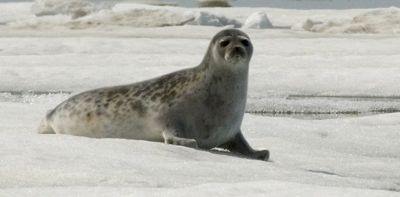 EduWireDaily — Human-made chemicals are harming seals at the molecular level