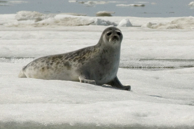 A seal on the ice.