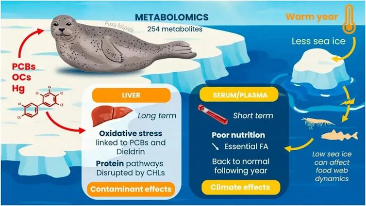 a graphic explaining the dangers toxic chemicals pose to seals