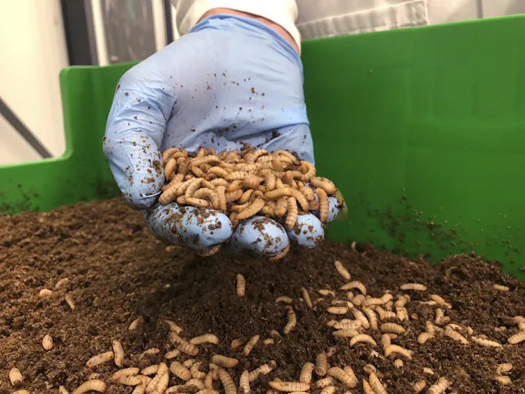 Encontramos una manera de convertir los excrementos de los gansos canadienses en alimento para pollos y fertilizante para cultivos. 1 Una mano con un guante azul sostiene larvas de mosca.