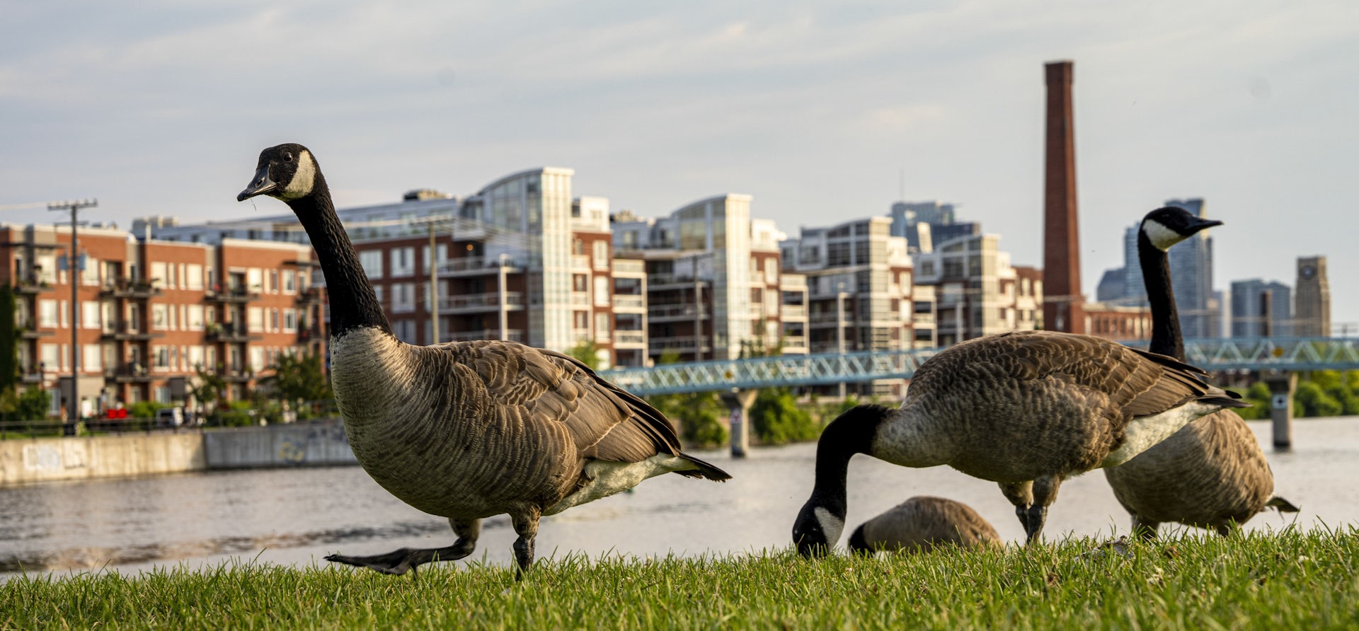 Tres gansos canadienses adultos, con canal y edificios detrás.