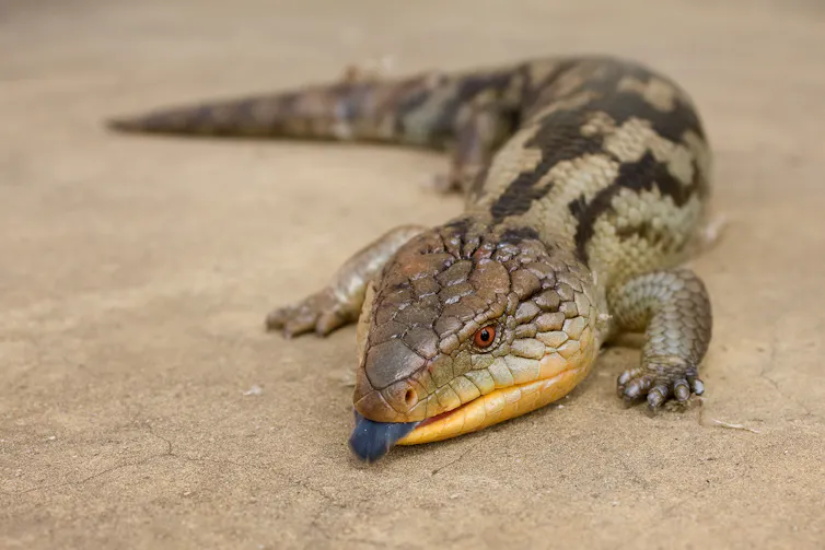 blue-tongue skinks on a flat surface.