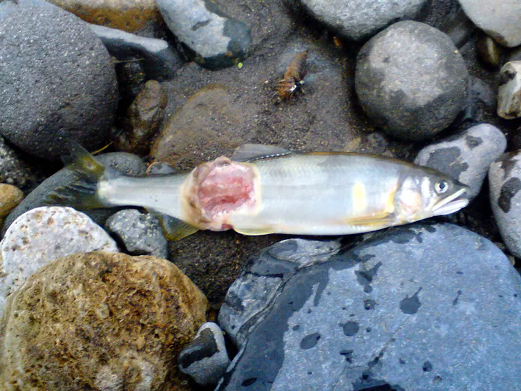 dead fish on rocky beach with a clear bacterial infection.