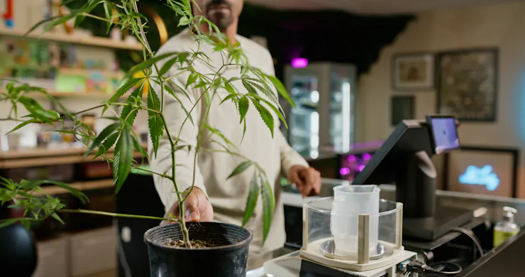 A man working in a cannabis shop reaches for a cannabis plant in a black pot.