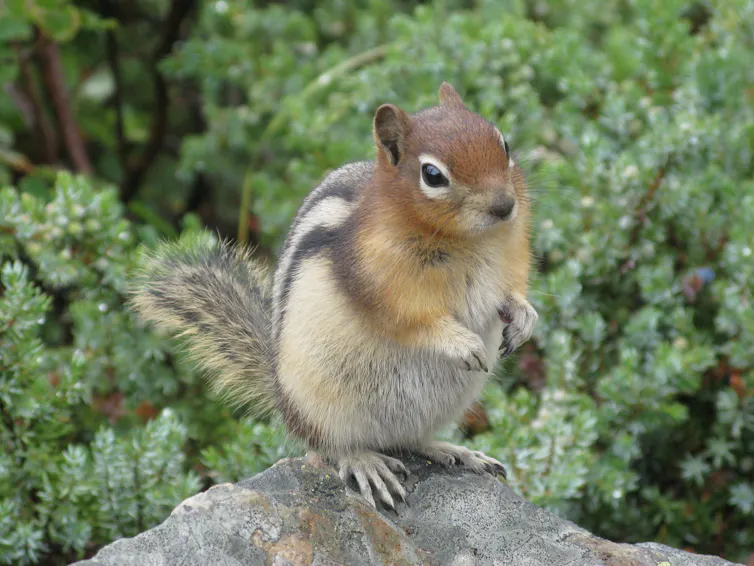 ground squirrel standing on a rock with bushes behind.