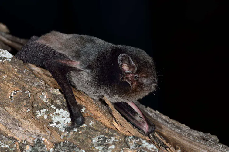 A small furry dark brown bat clinging to a branch