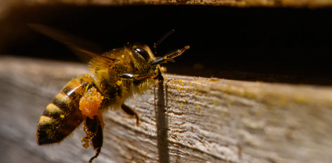 Honeybees may be helping spread tree-killing myrtle rust – new research