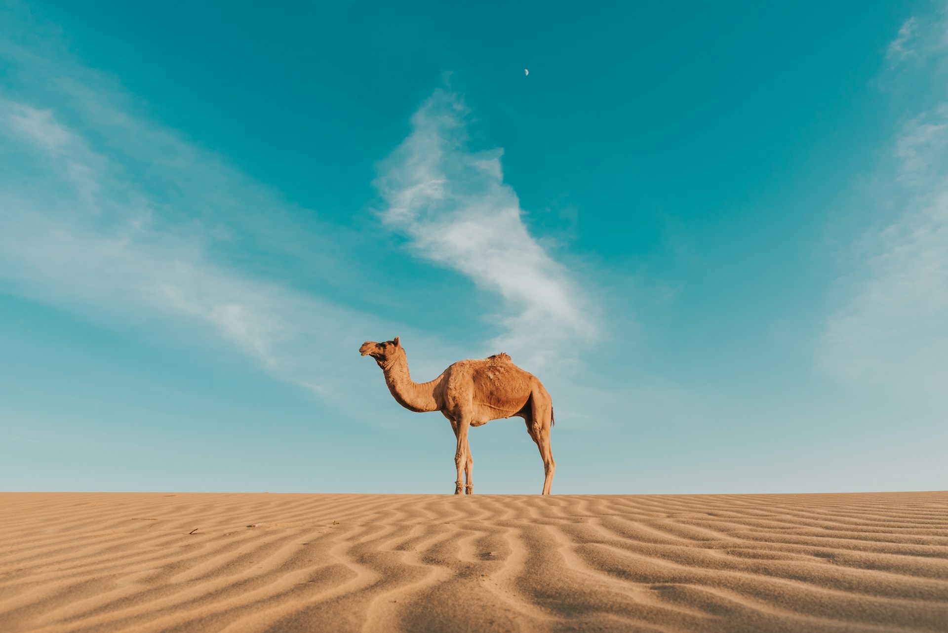 Heat and cold alter how animals fight disease. As the climate changes, this knowledge may be vital