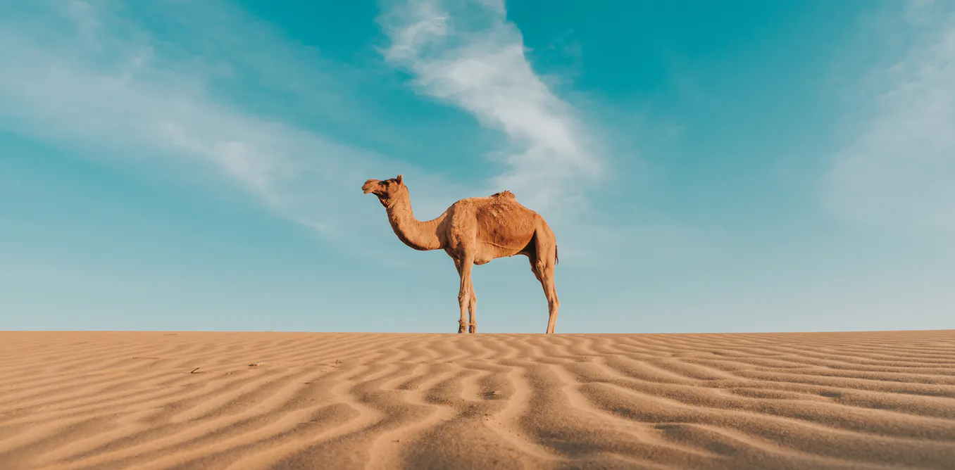 Heat and cold alter how animals fight disease. As the climate changes, this knowledge may be vital Heat and cold alter how animals fight disease. As the climate changes, this knowledge may be vital