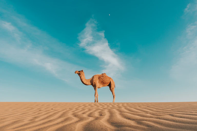 camel standing on sand dune against blue sky.