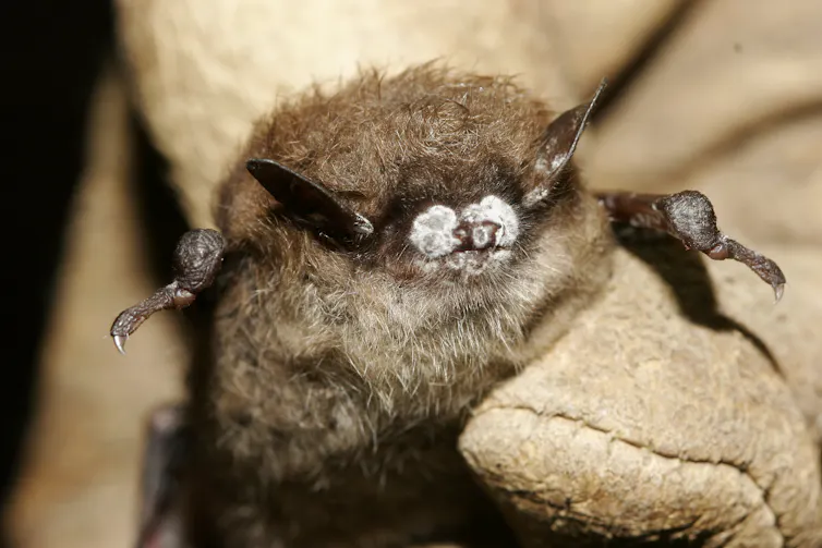 close up of a small brown bat with a white fungus on its nose.