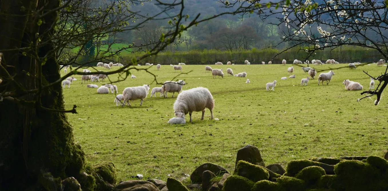 Welsh countryside: what Greens and Reform are promising they would ...