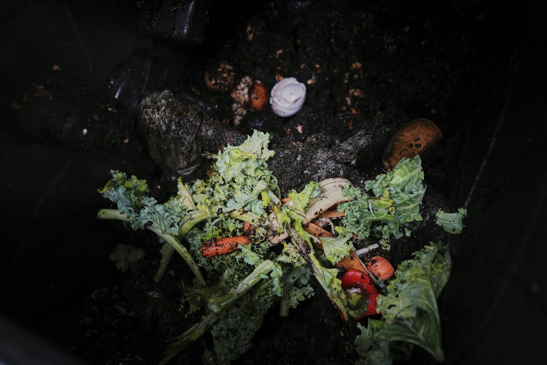 Los restos de comida se colocan en el contenedor de abono residencial.